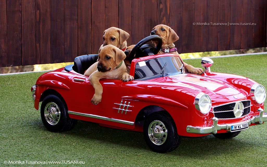 ridgeback in a baby car